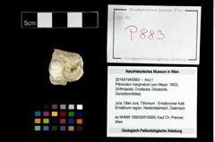 Foto (Objekt + Etikett) von Pithonoton marginatum (von Meyer, 1842)  (NHMW-GEO-2014-0194-0883)